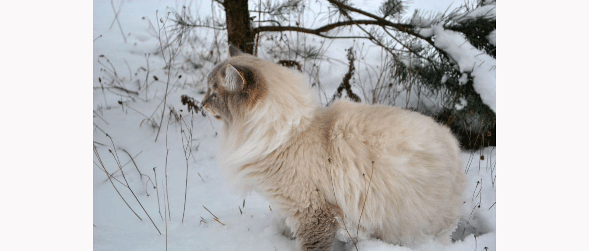 Kocur Syberyjski
